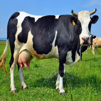 Cow